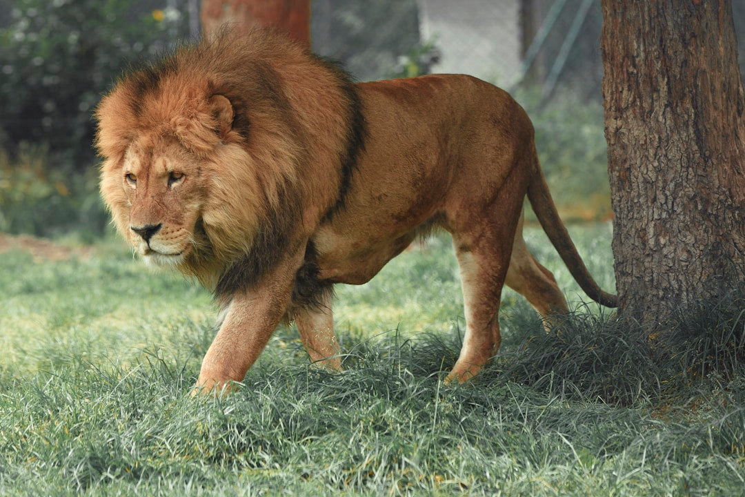 A powerful male lion walking with strength and confidence, representing biblical boldness.